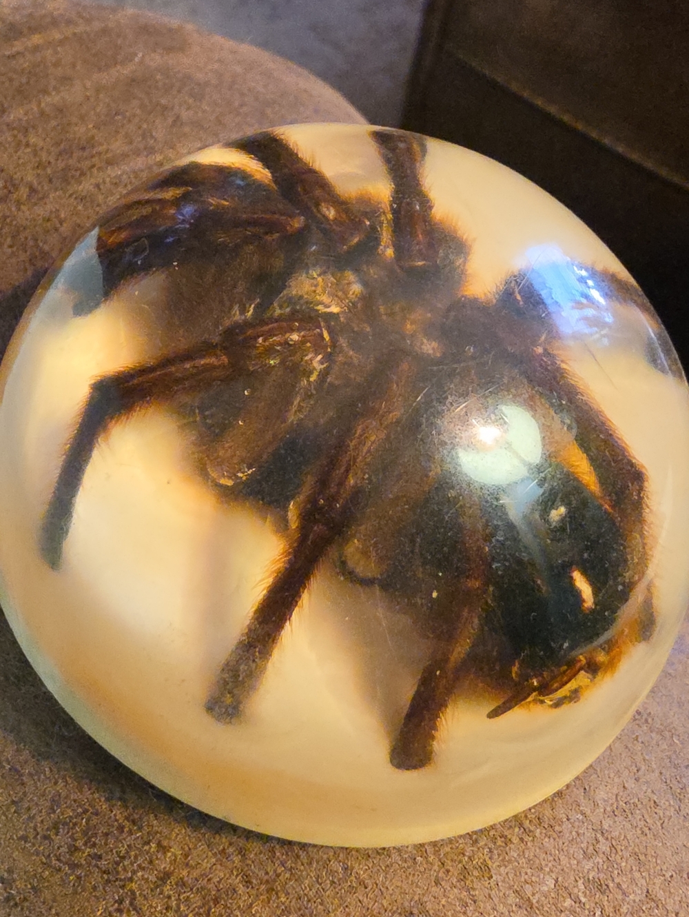 Tarantula Spider - Picture 4 of 6